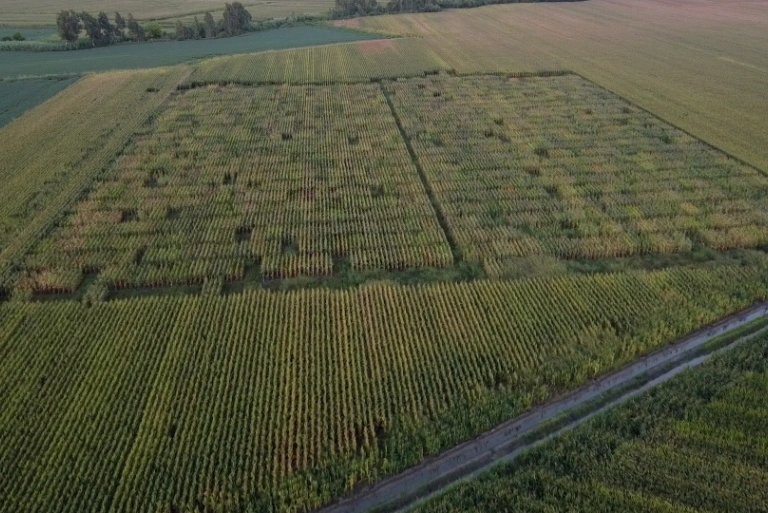 Hybrid Corn and Sunflower Seed Processing Service