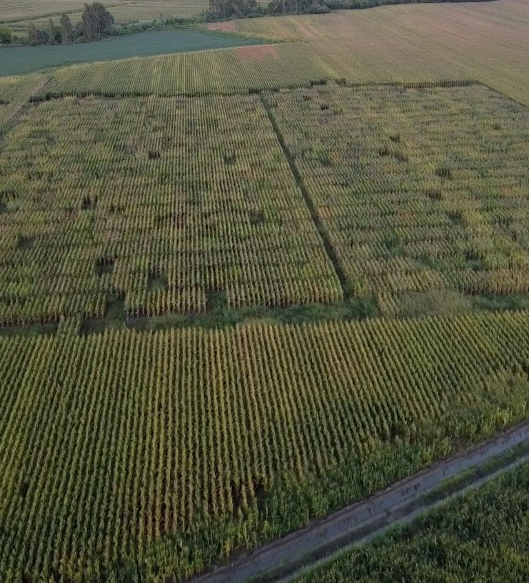 Hybrid Corn and Sunflower Seed Processing Service