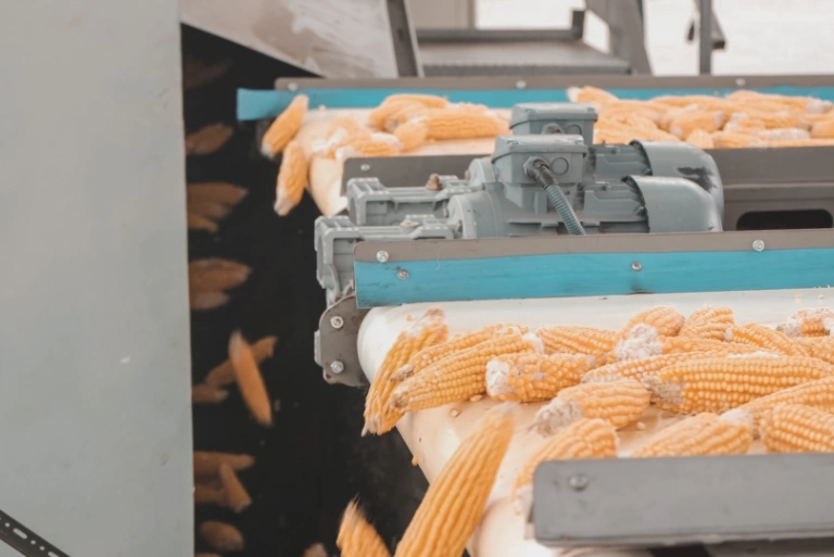 Hybrid Corn and Sunflower Seed Processing Service