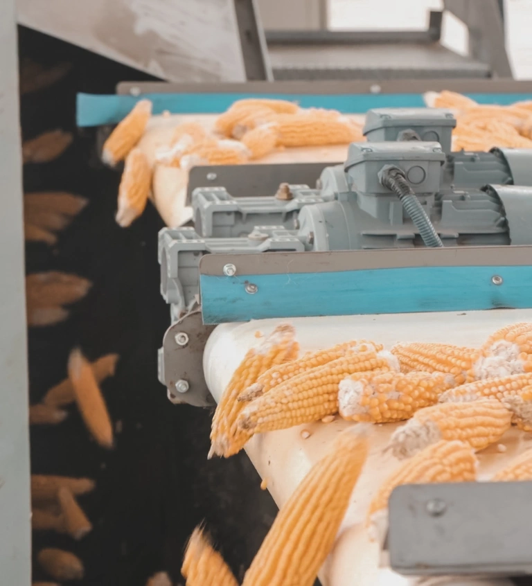 Услуги по обработке гибридных семян кукурузы и подсолнечника